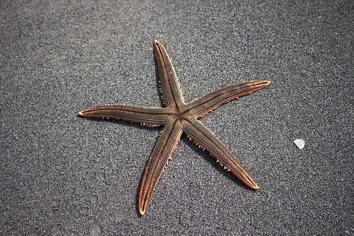 sea-star-1501698__340